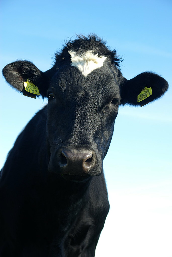 Connected Cow โ smart farm livestock monitoring